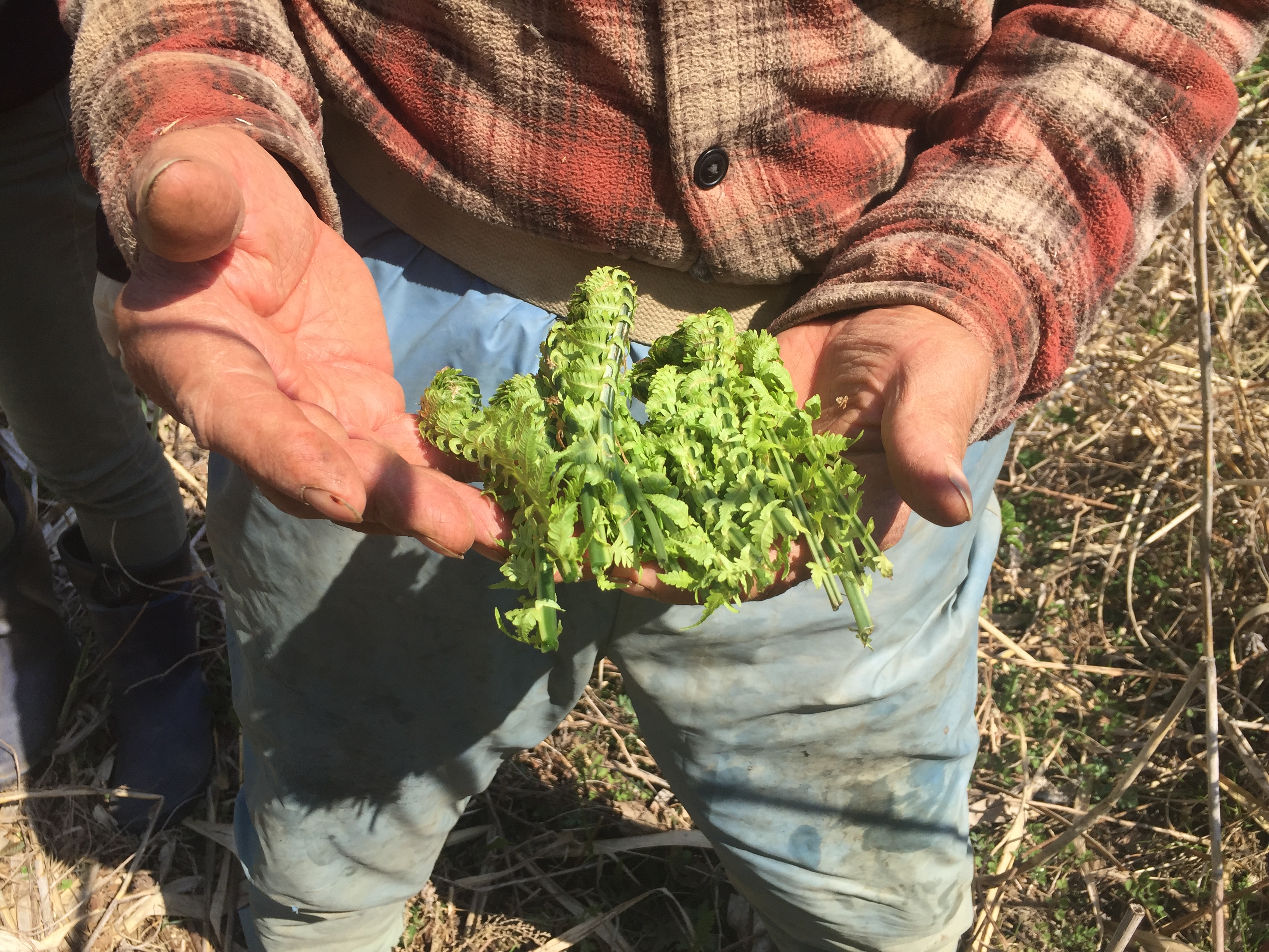 Farmer holding fern scrolls