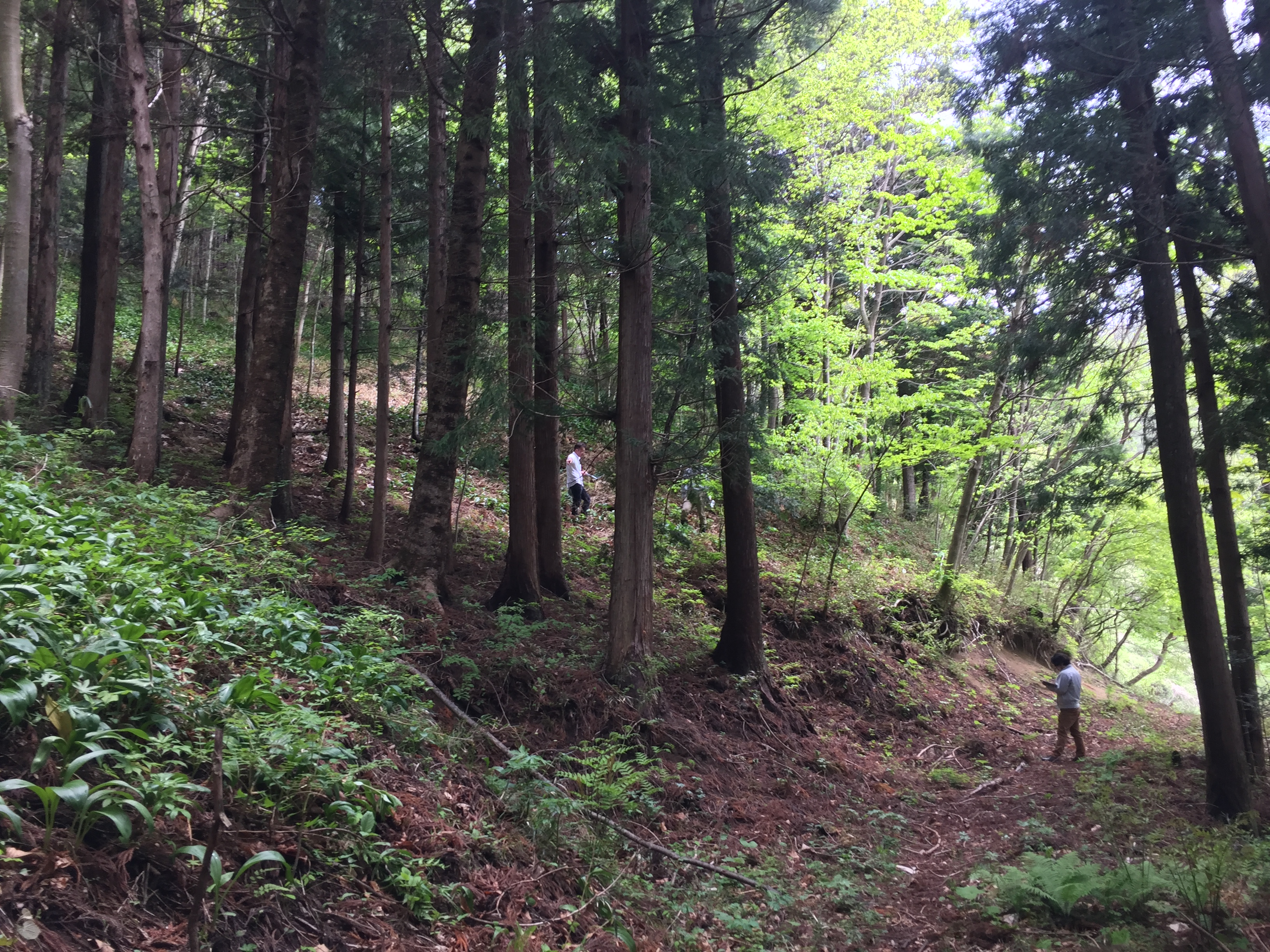 Forests in Fukushima